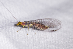 Eremochrysa punctinervis