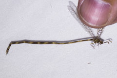 Clathroneuria schwarzi