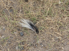 Spilogale angustifrons