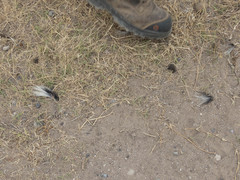 Spilogale angustifrons