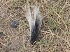 Spilogale angustifrons