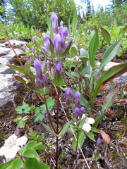 Gentianella propinqua propinqua