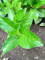 Hydrangea macrophylla