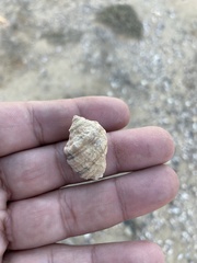 Mexacanthina