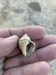 Mexacanthina