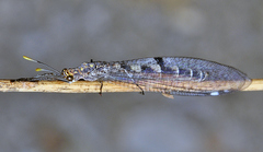 Megistopus flavicornis