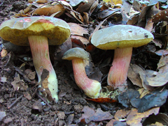 Xerocomellus mendocinensis