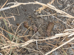Athene cunicularia