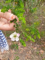Leptospermum rotundifolium