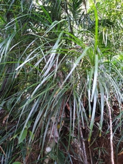 Freycinetia excelsa