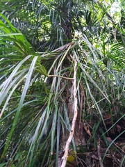 Freycinetia excelsa