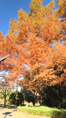 Metasequoia glyptostroboides