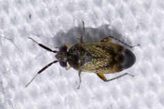 Phylinae