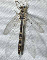 Neuroleon egenus