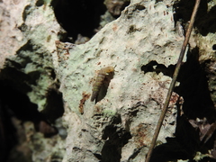Brachypodella speluncae