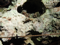 Brachypodella speluncae