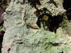 Brachypodella speluncae