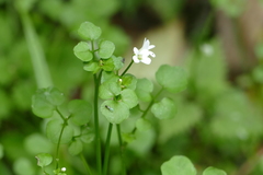 Cardamine dolichostyla
