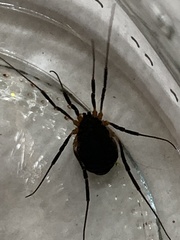 Eumesosoma