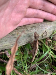 Anolis trachyderma