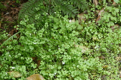Cardamine dolichostyla