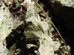 Brachypodella speluncae