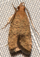 Psilocorsis cryptolechiella
