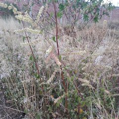Asterohyptis stellulata