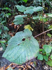 Dendrocnide moroides