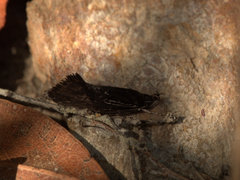 Procometis phloeodes