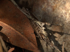 Procometis phloeodes