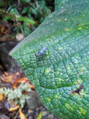 Dendrocnide moroides