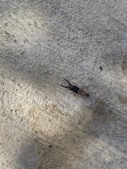 Forficula auricularia