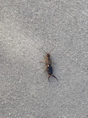 Forficula auricularia