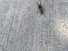 Forficula auricularia