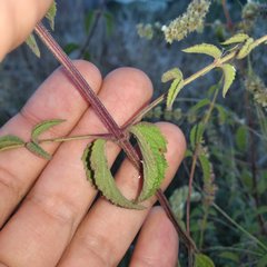 Asterohyptis stellulata