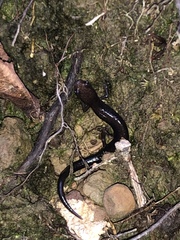 Plethodontinae