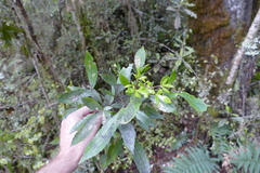 Pseudopanax macintyrei