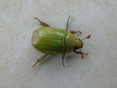 Pelidnota prasina