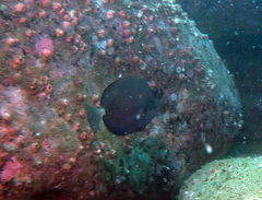 Prionurus microlepidotus