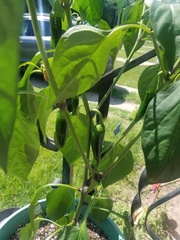Capsicum annuum annuum