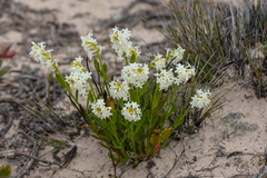 Stackhousia spathulata