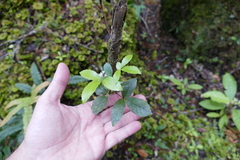 Pseudopanax macintyrei