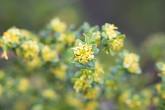 Pimelea serpyllifolia serpyllifolia
