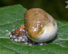 Mastophora phrynosoma