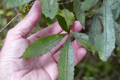 Pseudopanax macintyrei