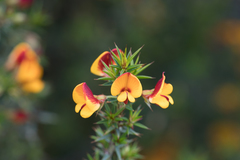 Pultenaea acerosa