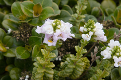 Euphrasia collina tetragona