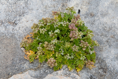 Apium prostratum prostratum