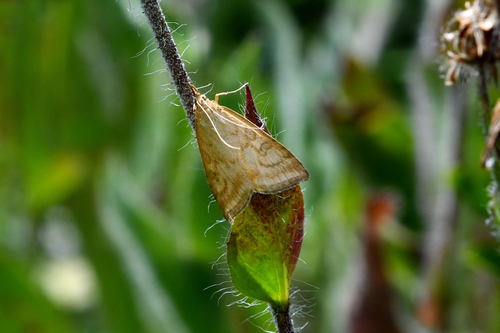 Pale Straw Pearl, Lago del Moncenisio, 73480 Val-Cenis, Francia, photo 8 of 10